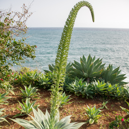 Agave-Fox Tail