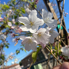 曙樱 Akebono Yoshino Flowering Cherry