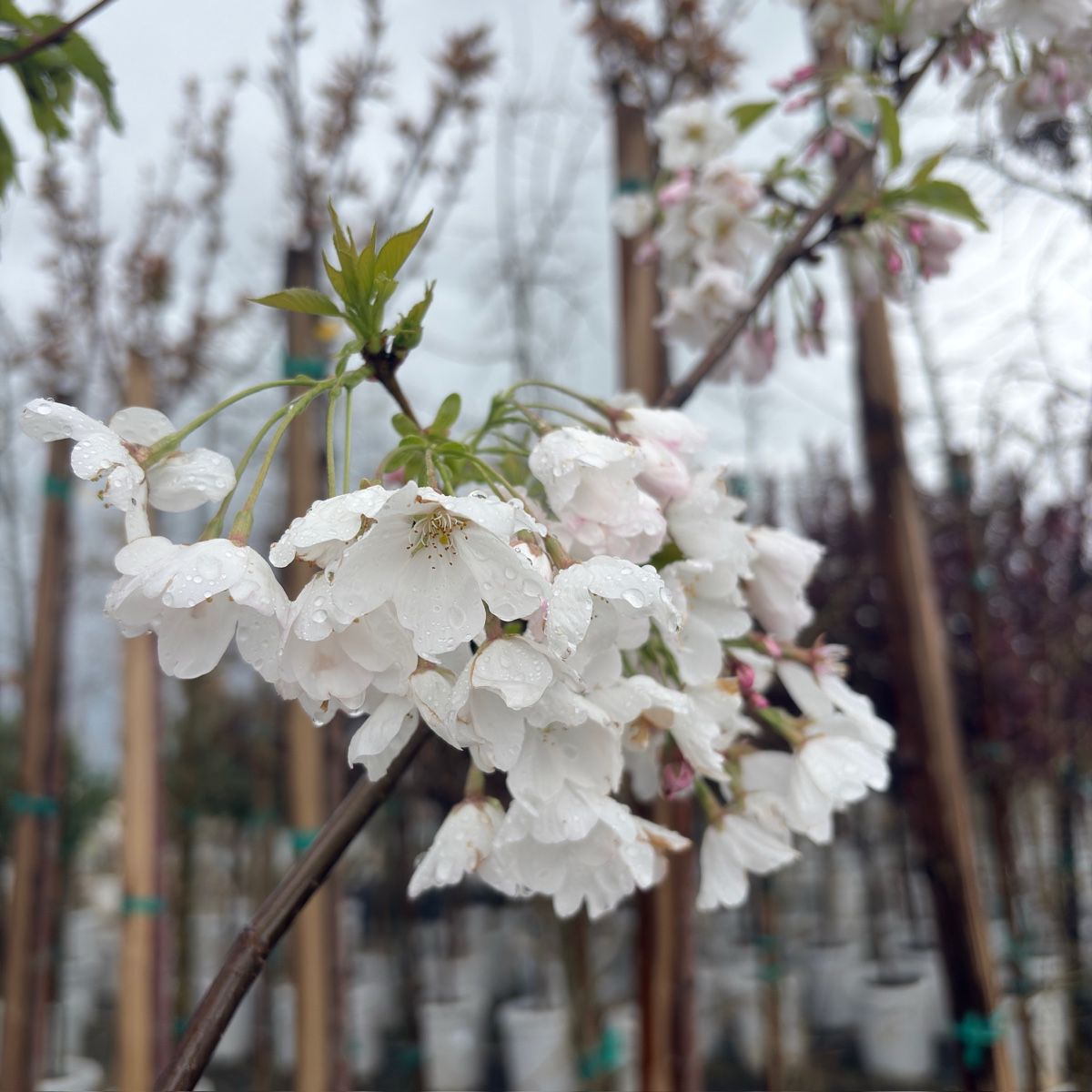 曙樱 Akebono Yoshino Flowering Cherry
