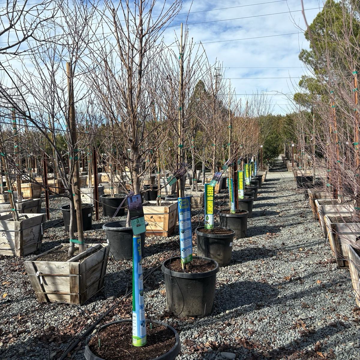 曙樱 Akebono Yoshino Flowering Cherry