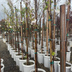 曙樱 Akebono Yoshino Flowering Cherry