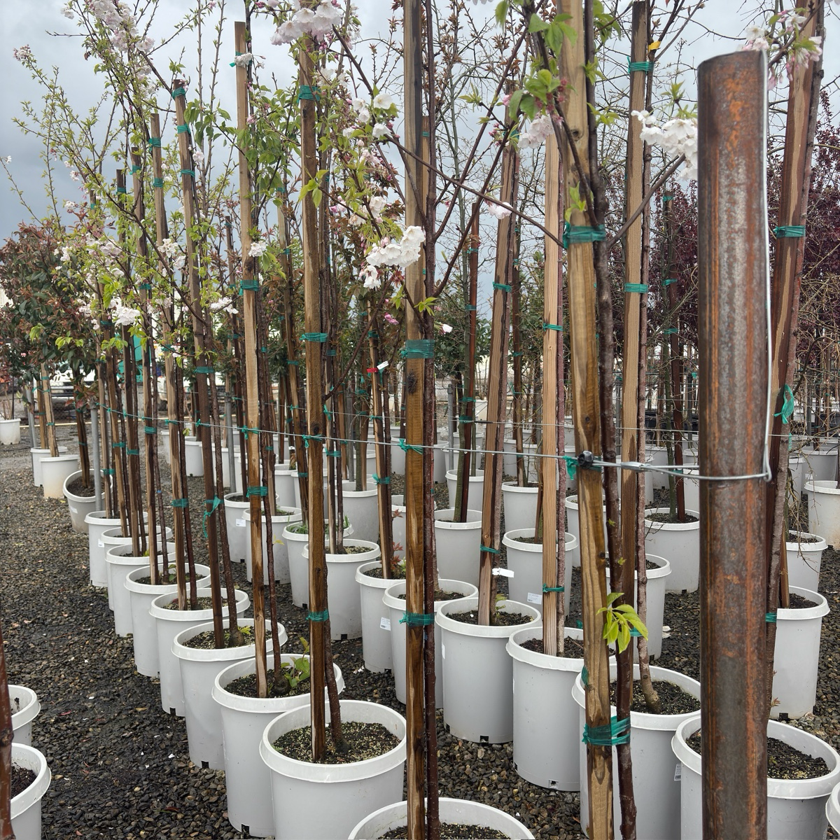 曙樱 Akebono Yoshino Flowering Cherry