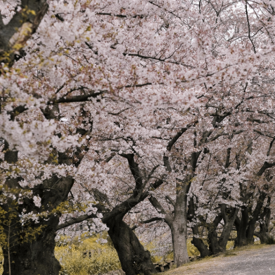 Akebono Yoshino Flowering Cherry