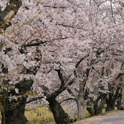 Cherry Blossom Tree-Single Layer Pink and White