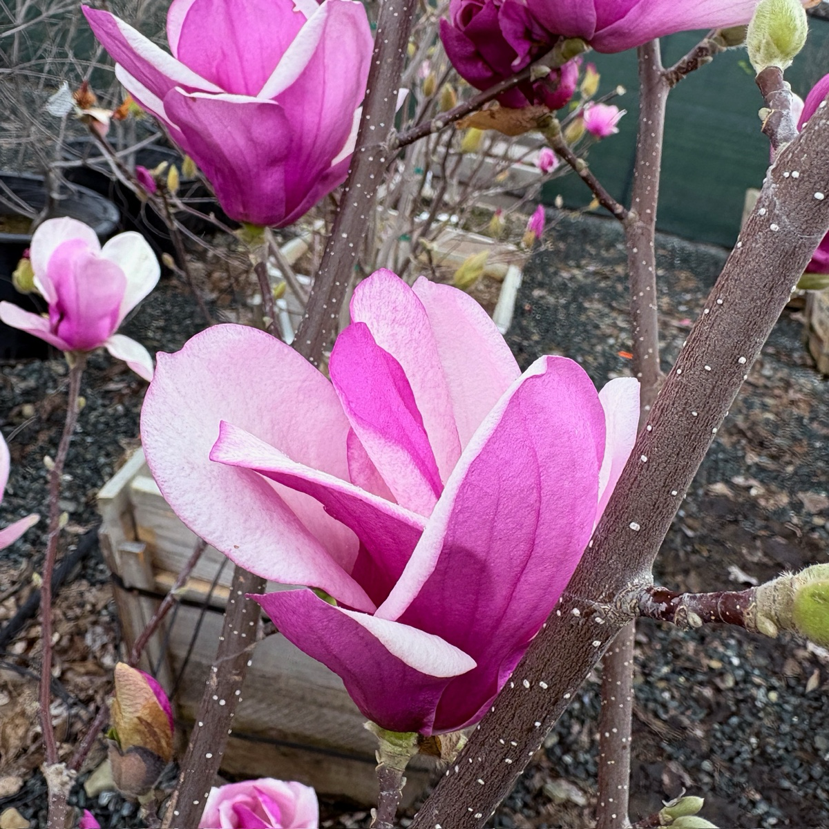 碟子玉兰 Alexandrina Saucer Magnolia / Tulip Tree