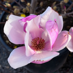 碟子玉兰 Alexandrina Saucer Magnolia / Tulip Tree