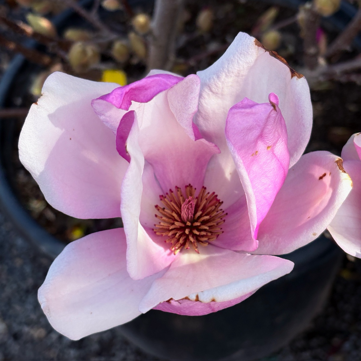 碟子玉兰 Alexandrina Saucer Magnolia / Tulip Tree