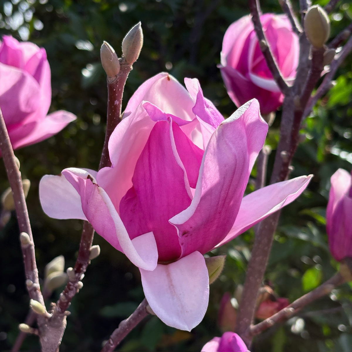 碟子玉兰 Alexandrina Saucer Magnolia / Tulip Tree
