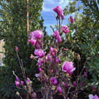 碟子玉兰 Alexandrina Saucer Magnolia / Tulip Tree