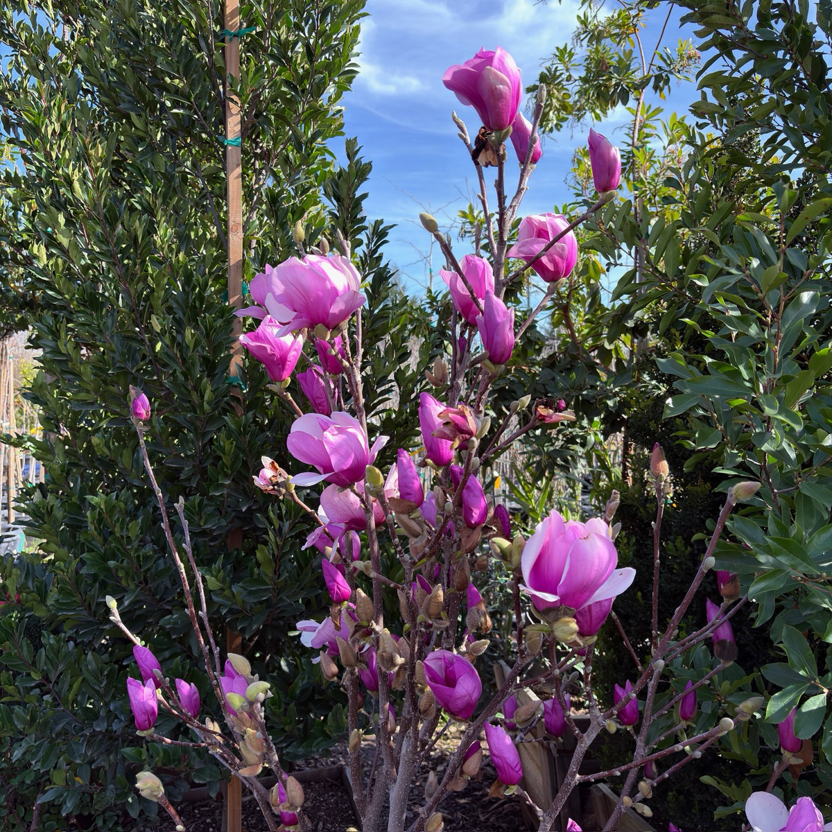 碟子玉兰 Alexandrina Saucer Magnolia / Tulip Tree