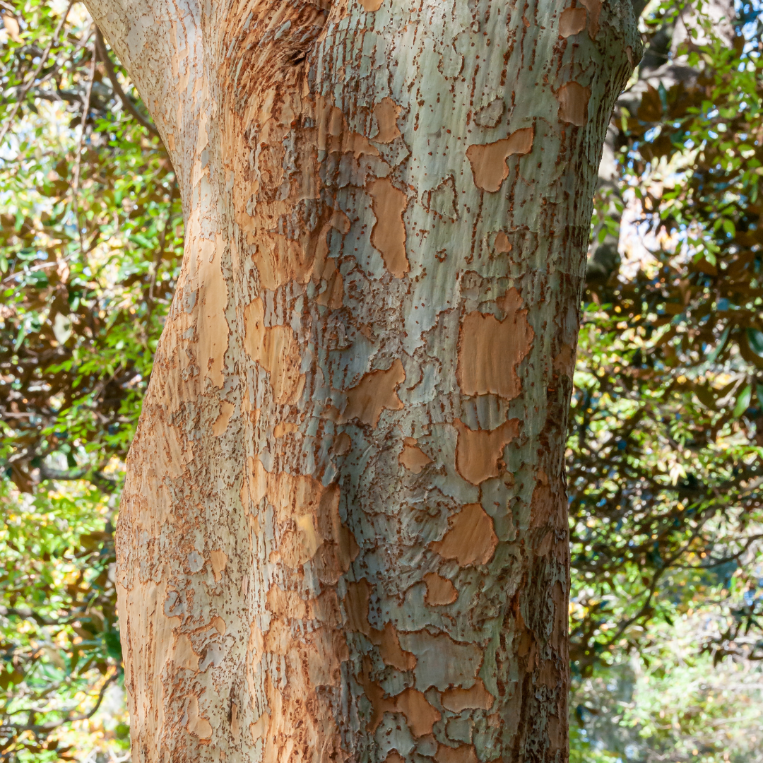 Allee Elm