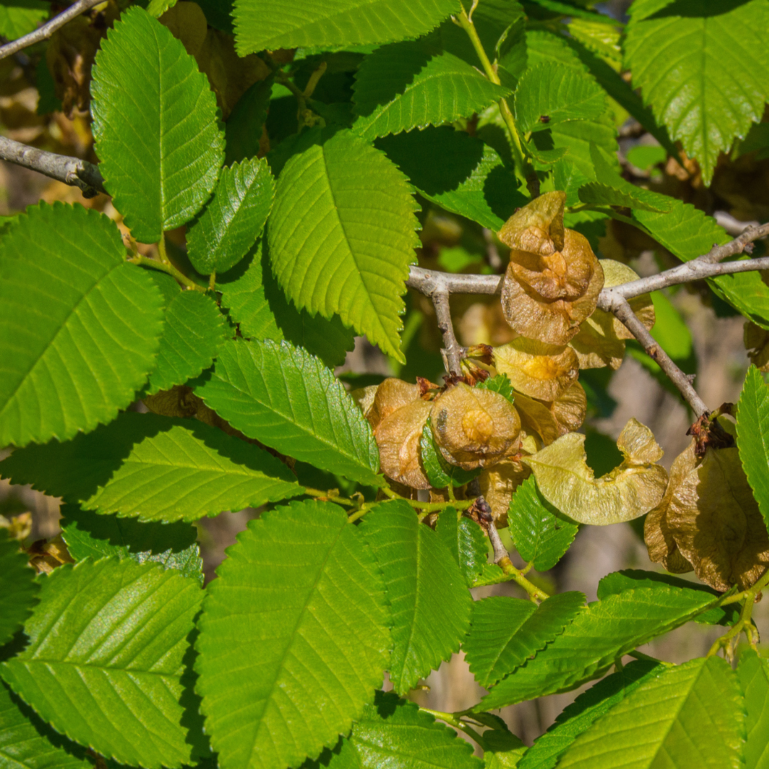 Allee Elm