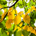 翡翠榔榆 Allee® Chinese Elm