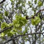 翡翠榔榆 Allee® Chinese Elm