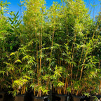 卡尔竹 Alphonse Karr Bamboo