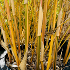 卡尔竹 Alphonse Karr Bamboo
