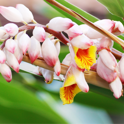 Alpinia glabra-variegated leaves