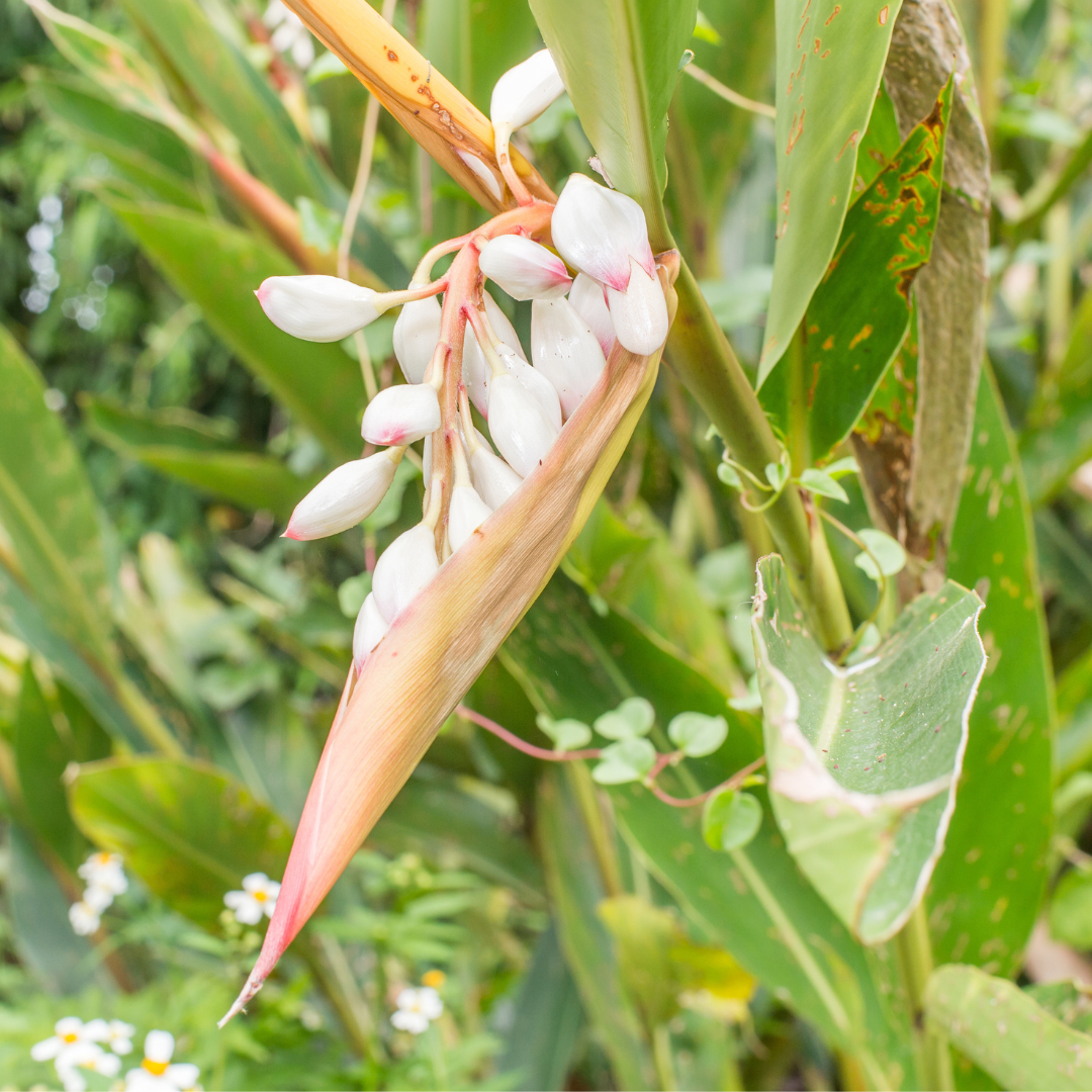 Alpinia glabra-variegated leaves