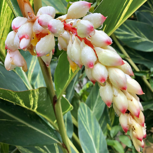 Alpinia glabra-variegated leaves