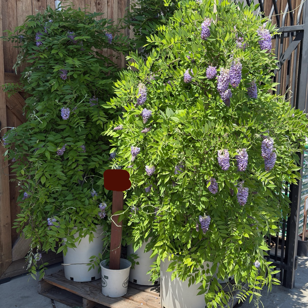 紫水晶矮紫藤 Amethyst Falls American Wisteria