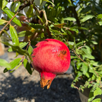 天使红软籽石榴 Angel Red Pomegranate