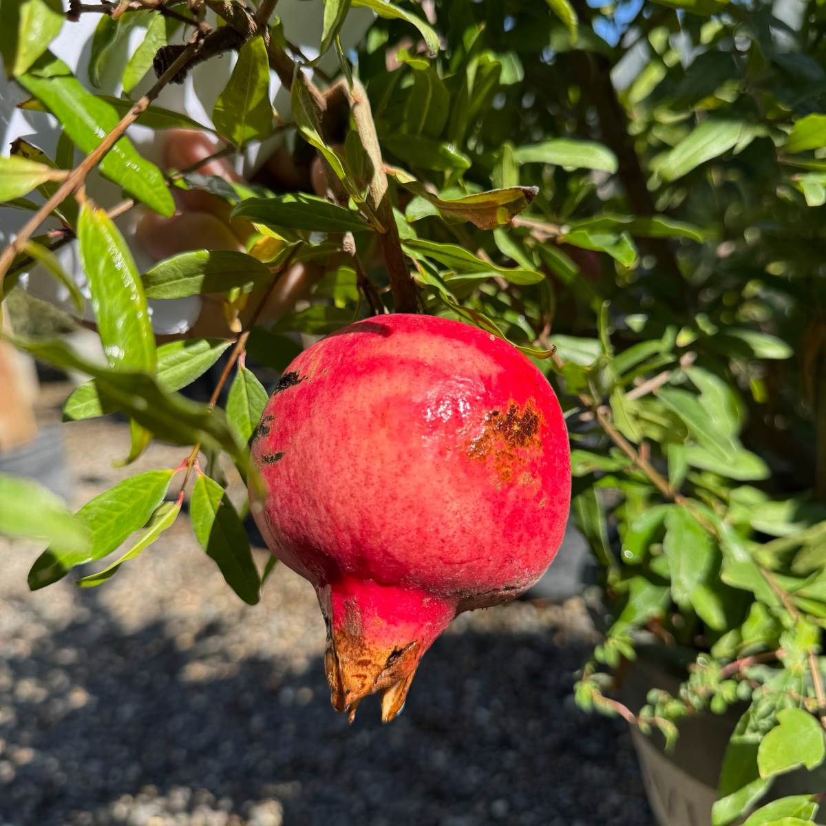 天使红软籽石榴 Angel Red Pomegranate