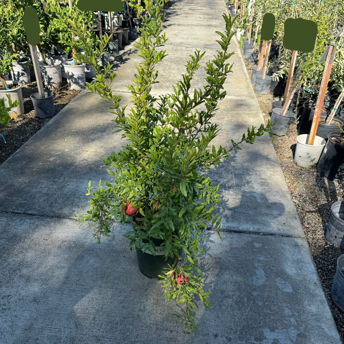 天使红软籽石榴 Angel Red Pomegranate