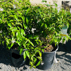 茉莉 Angel Wing Jasmine
