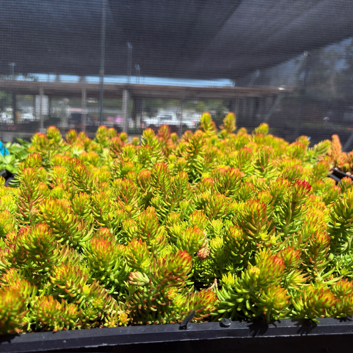 金叶景天 Angelina Stonecrop