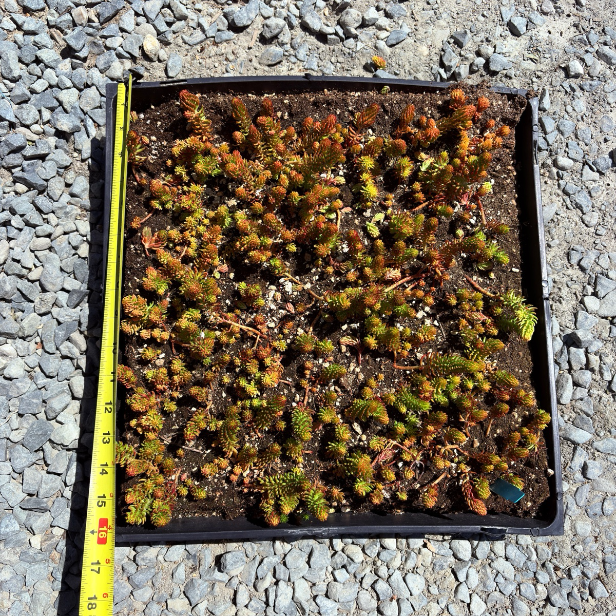 金叶景天 Angelina Stonecrop