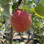 安娜苹果 Anna Apple