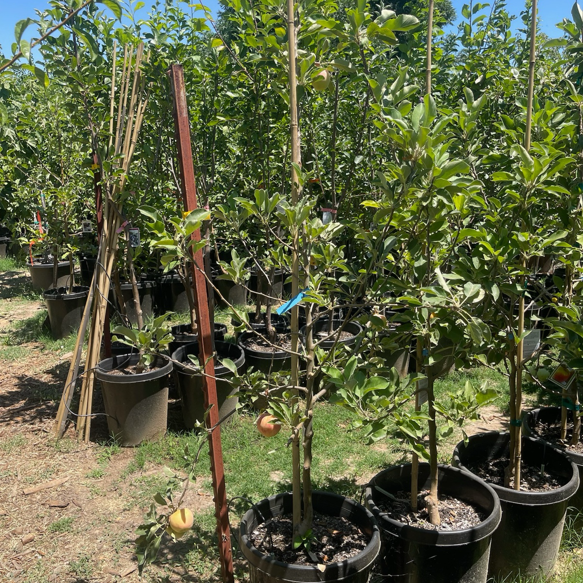 安娜苹果 Anna Apple