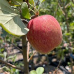 安娜苹果 Anna Apple