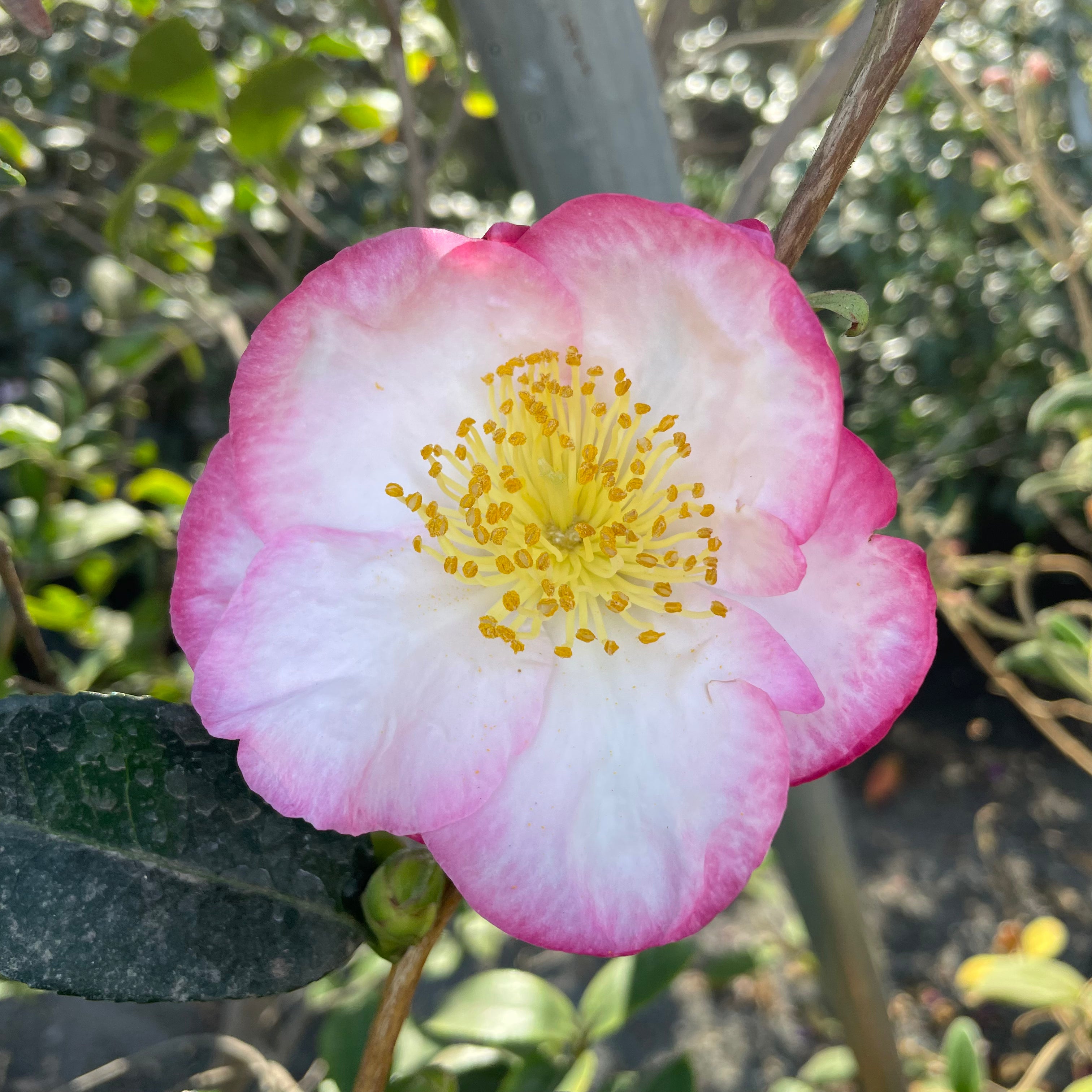 苹果花茶梅 Apple Blossom Camellia