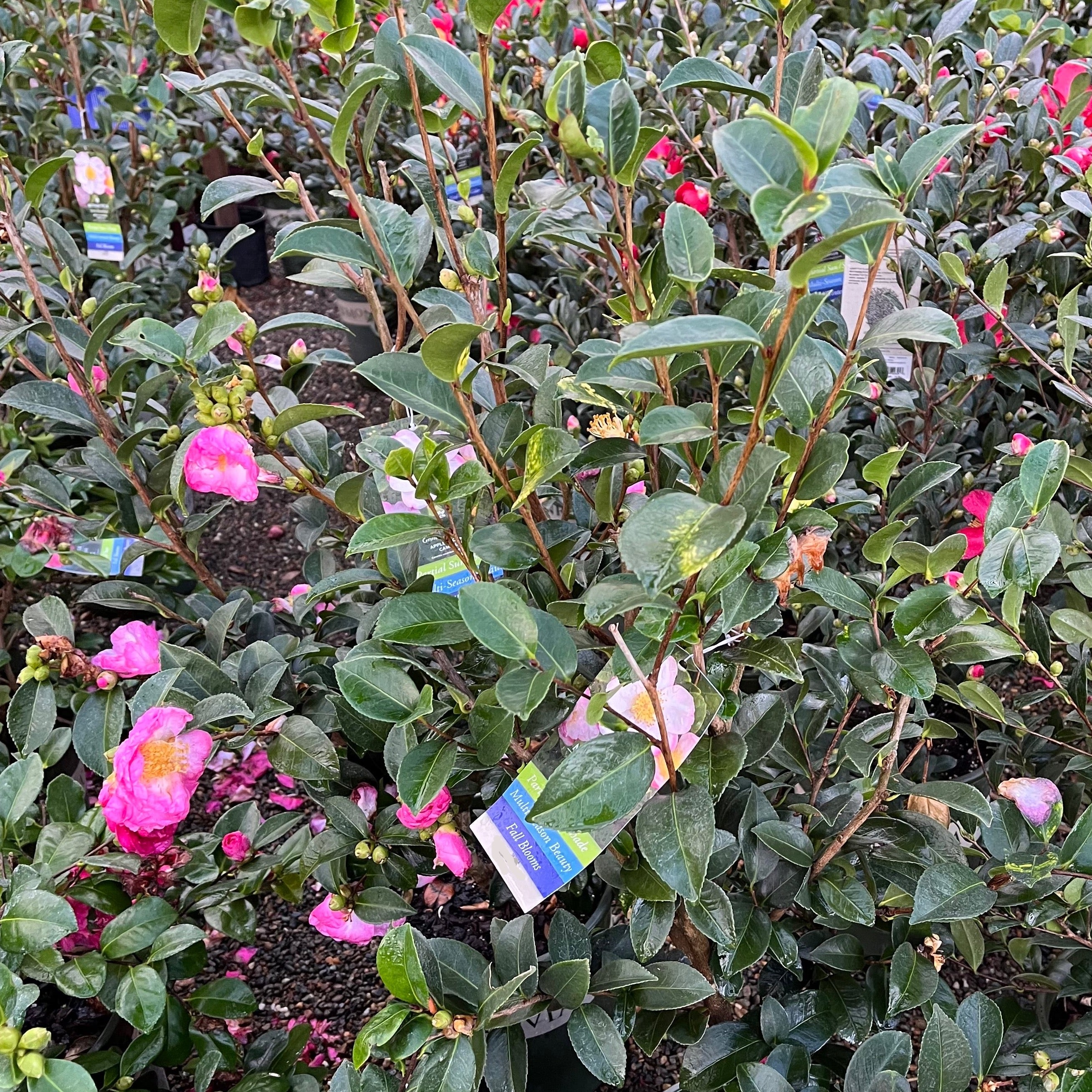 苹果花茶梅 Apple Blossom Camellia