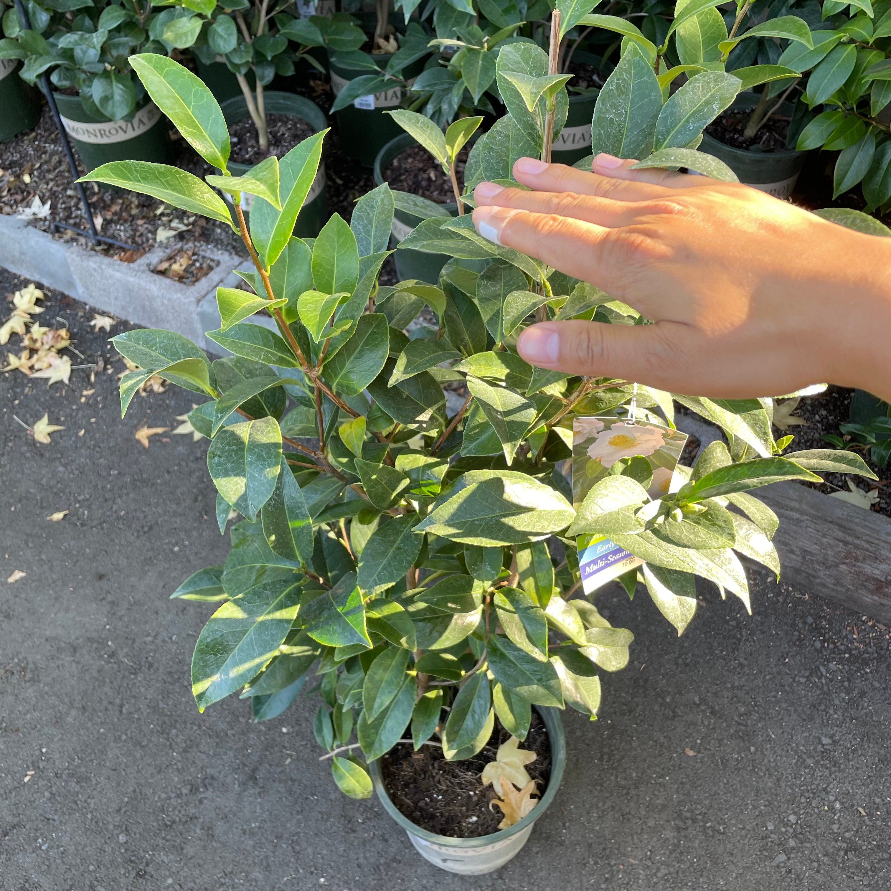 苹果花茶梅 Apple Blossom Camellia