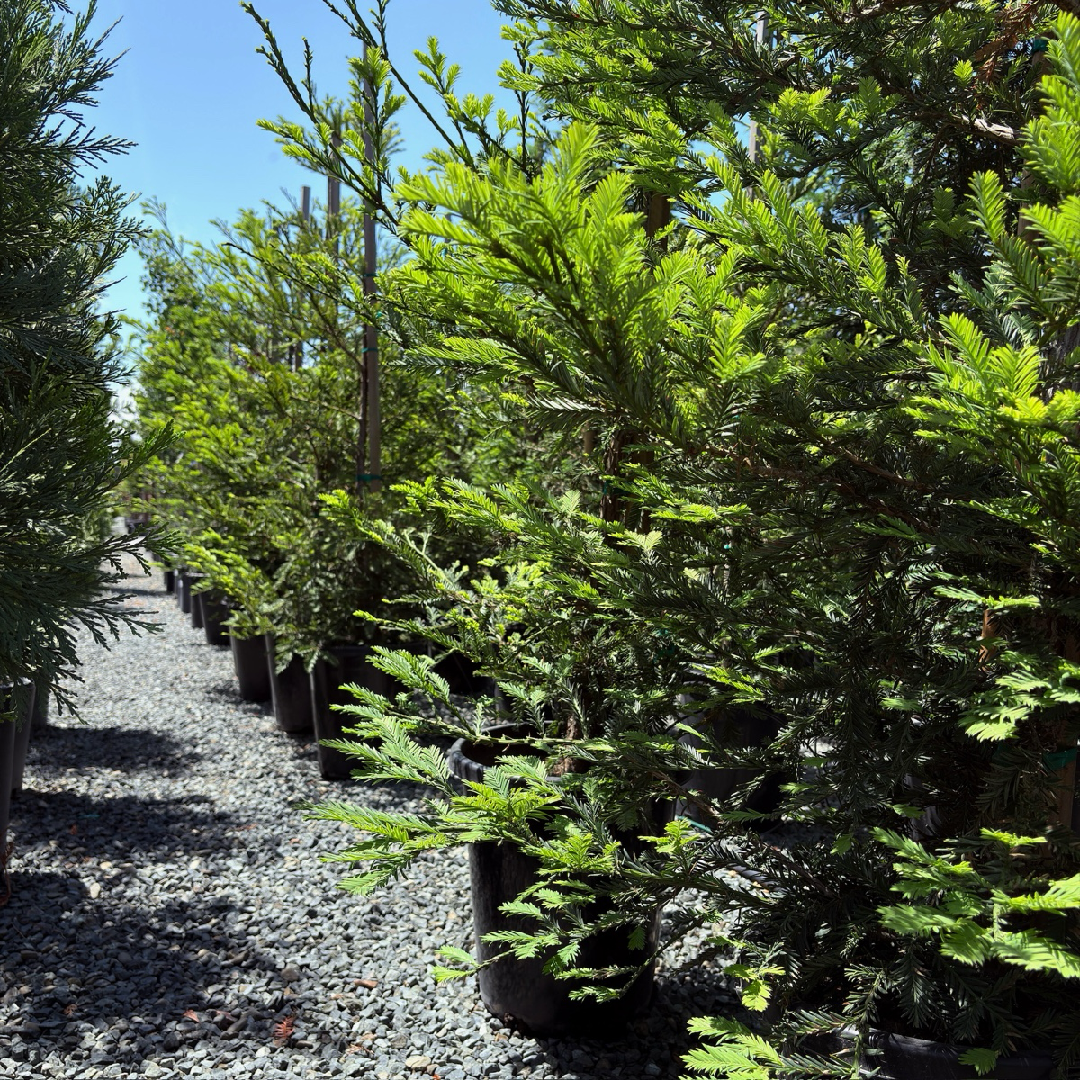红杉 Aptos Blue Coast Redwood