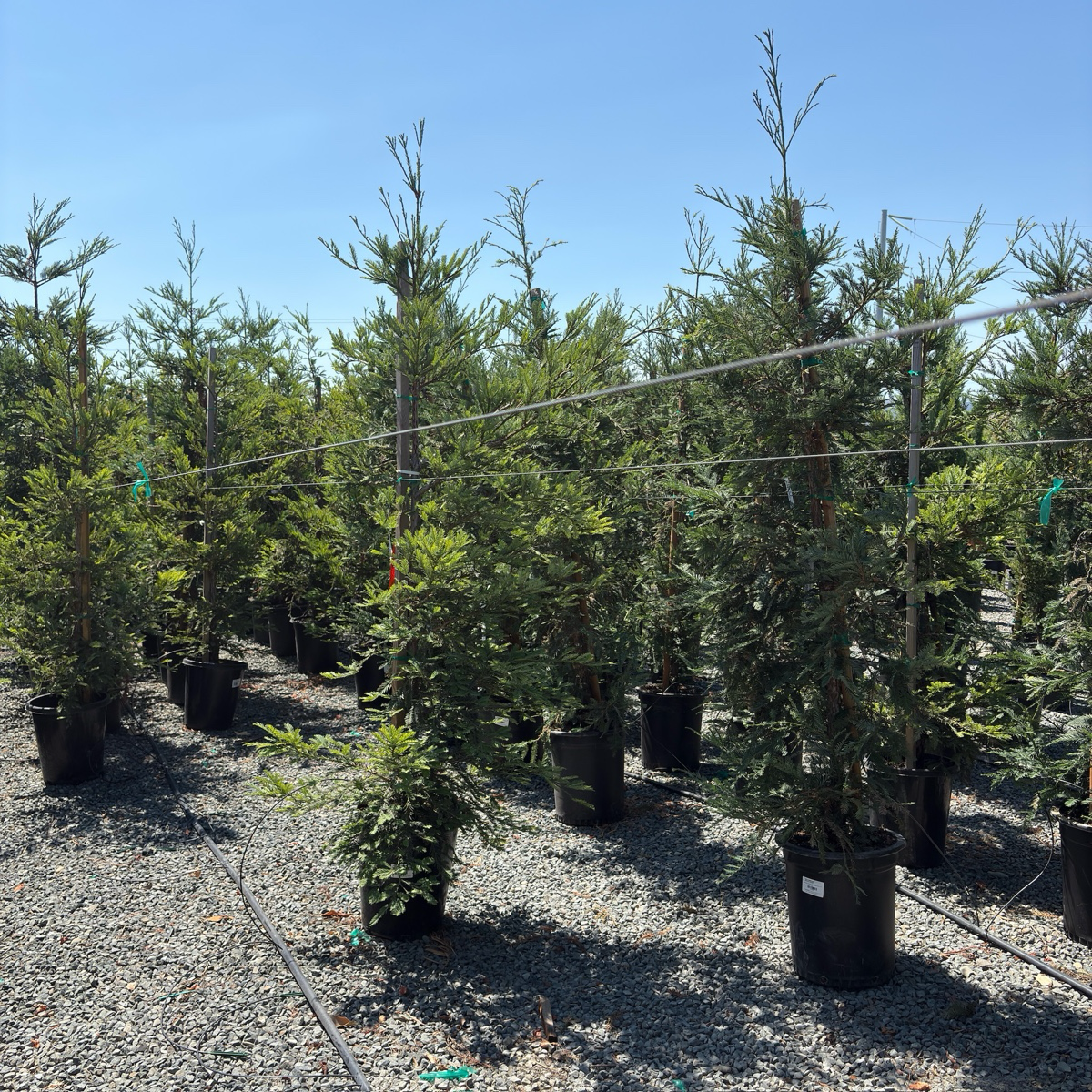 红杉 Aptos Blue Coast Redwood