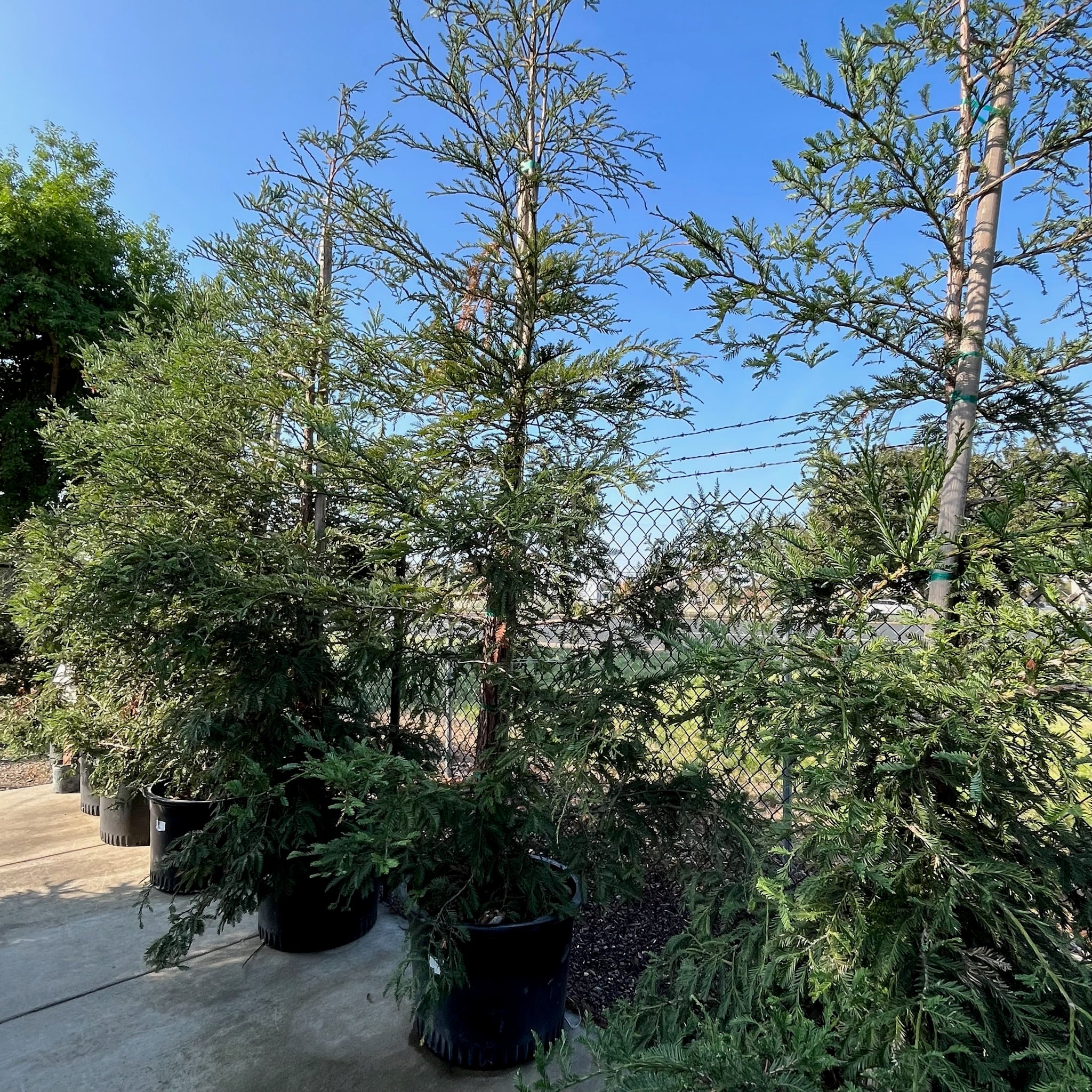 蓝叶红木– Landz.us