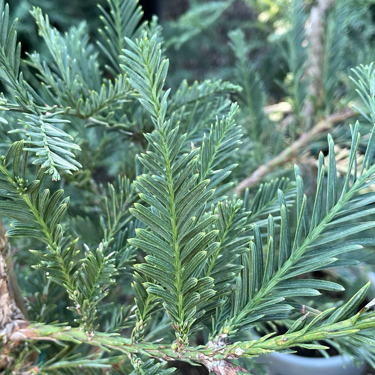 红杉 Aptos Blue Coast Redwood