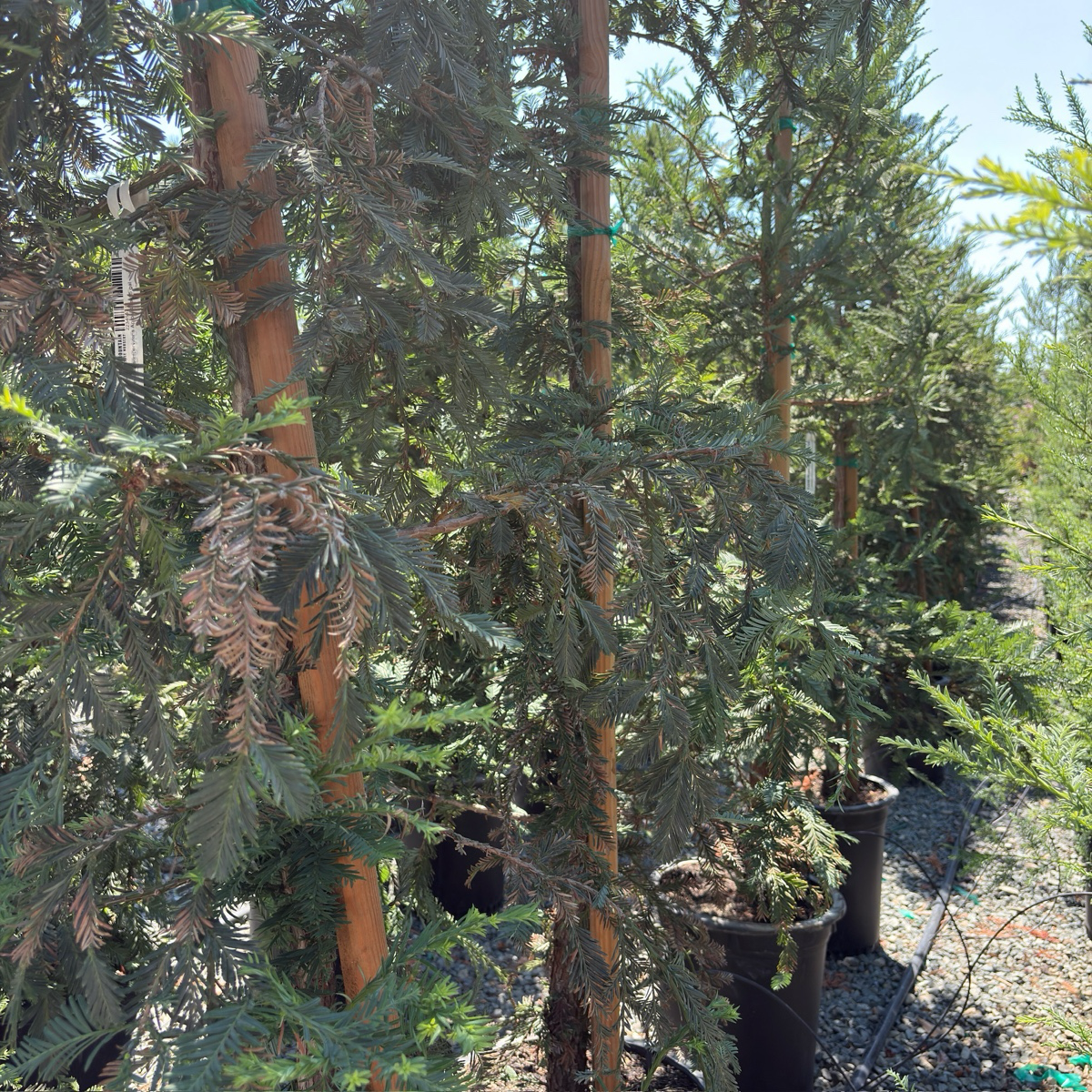 红杉 Aptos Blue Coast Redwood