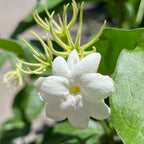 茉莉 Arabian Jasmine