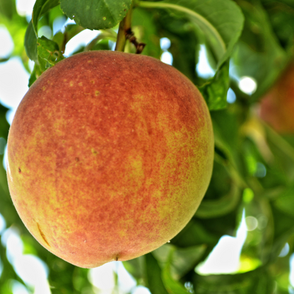 Peach Tree - Arctic Supreme Peach