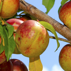北极火焰油桃 Arctic Blaze Nectarine