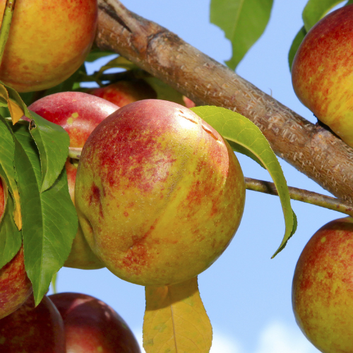 北极火焰油桃 Arctic Blaze Nectarine
