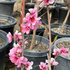 北极火焰油桃 Arctic Blaze Nectarine