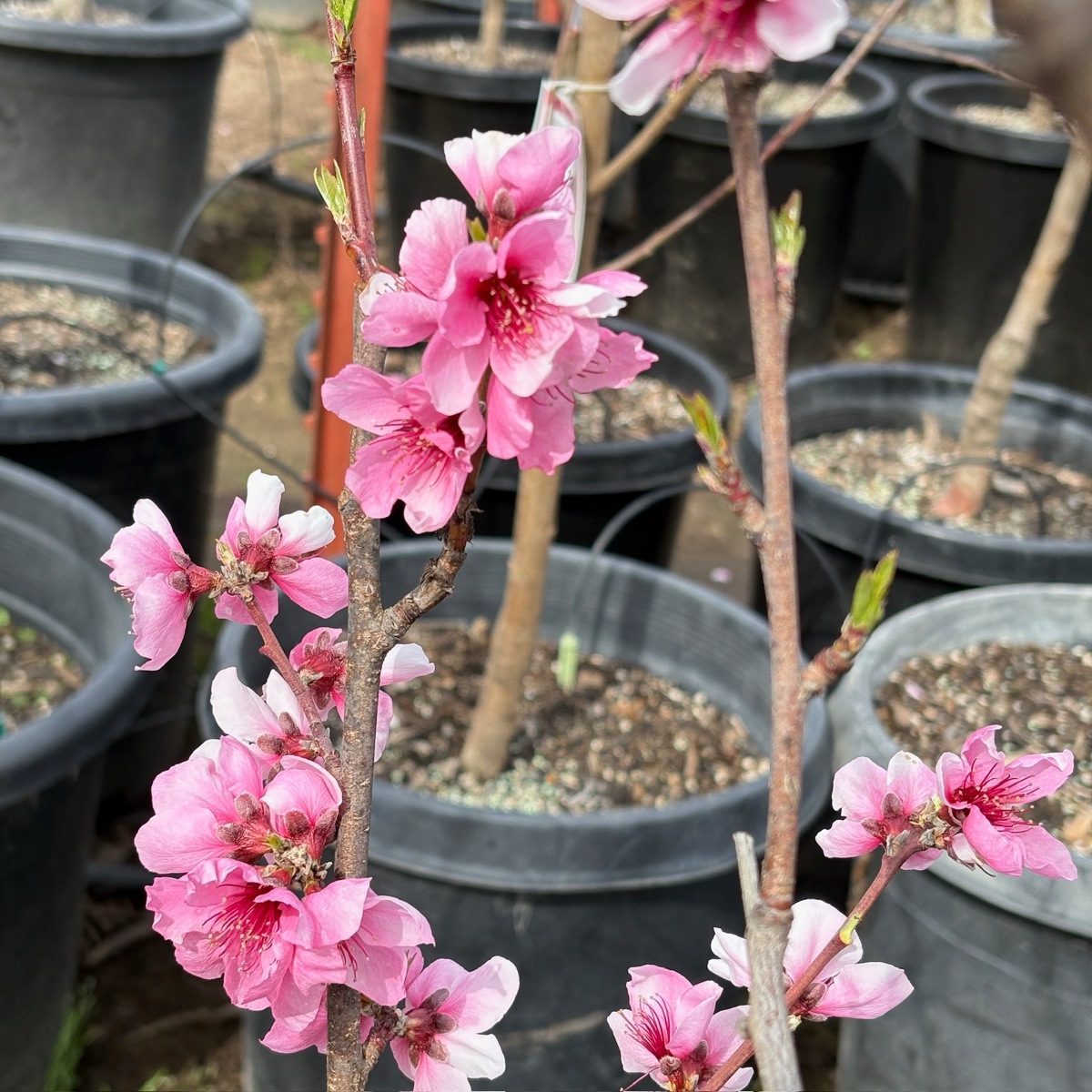 北极火焰油桃 Arctic Blaze Nectarine