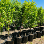 北极火焰油桃 Arctic Blaze Nectarine