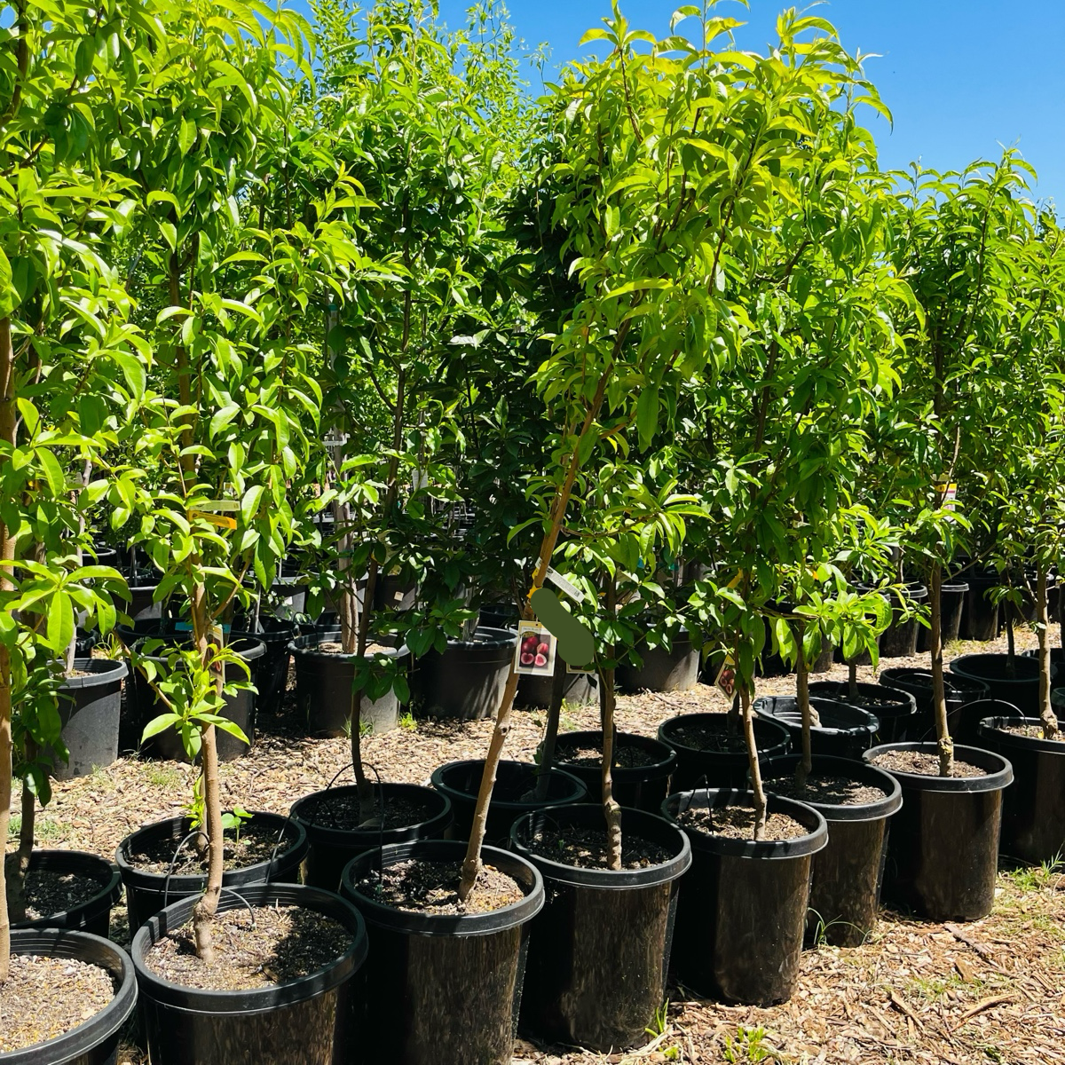 北极火焰油桃 Arctic Blaze Nectarine