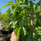 北极火焰油桃 Arctic Blaze Nectarine